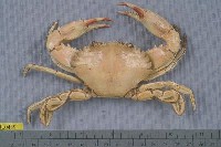 藏品(日本蟳)的圖片